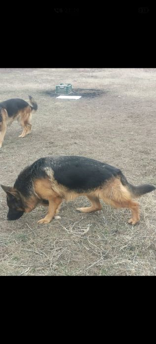 Pui ciobănesc german