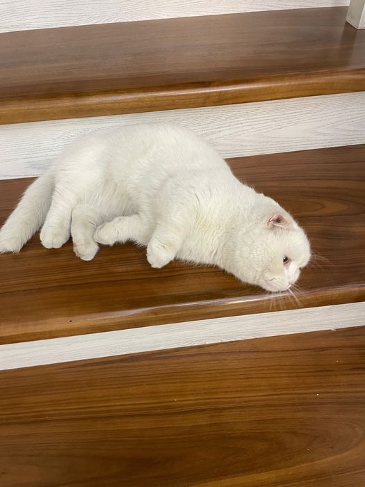 Sotiladi Manchkin o’g’il bola 1 yoshdan oshgan ko’payishga tayyor