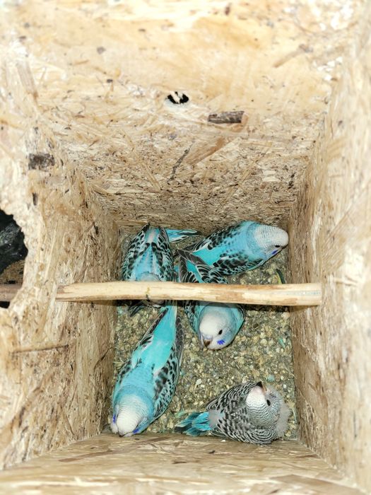 Papagali peruși diferite culori