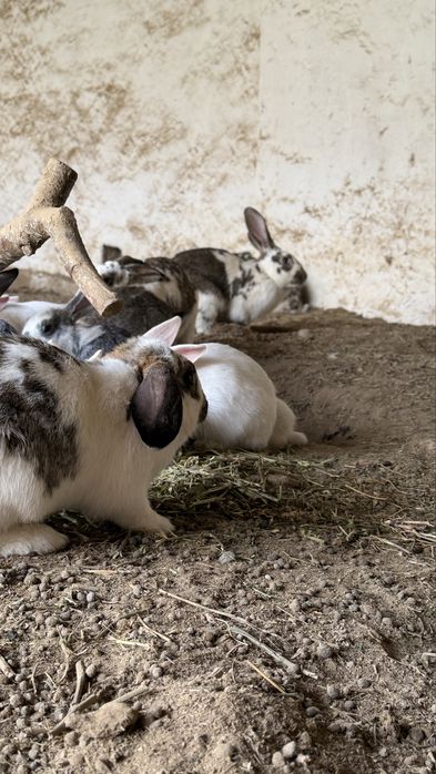 Домашние кролики