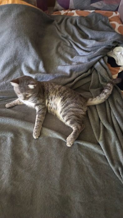 Motan maidanez de adoptie