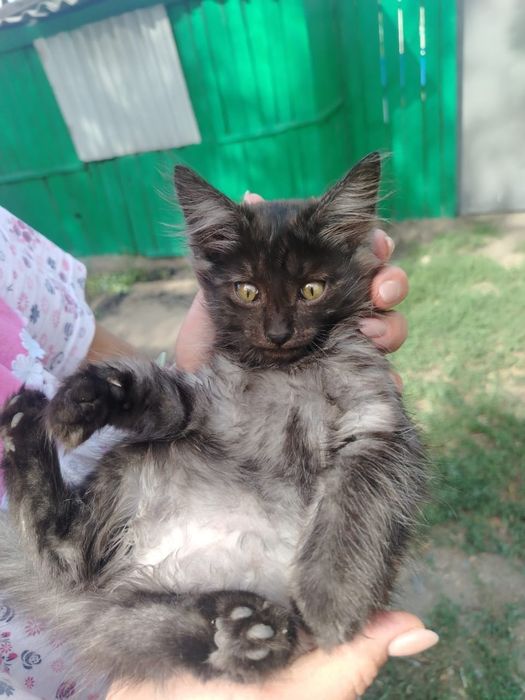 Отдам котенка помесь с  Майн Куном,