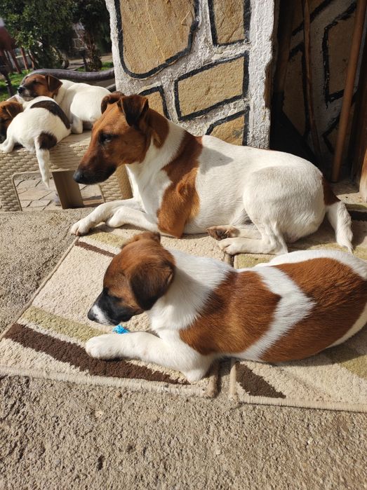 Гладкокосмест фокстериер