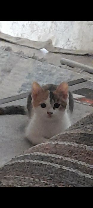 Котёнок,бесплатно