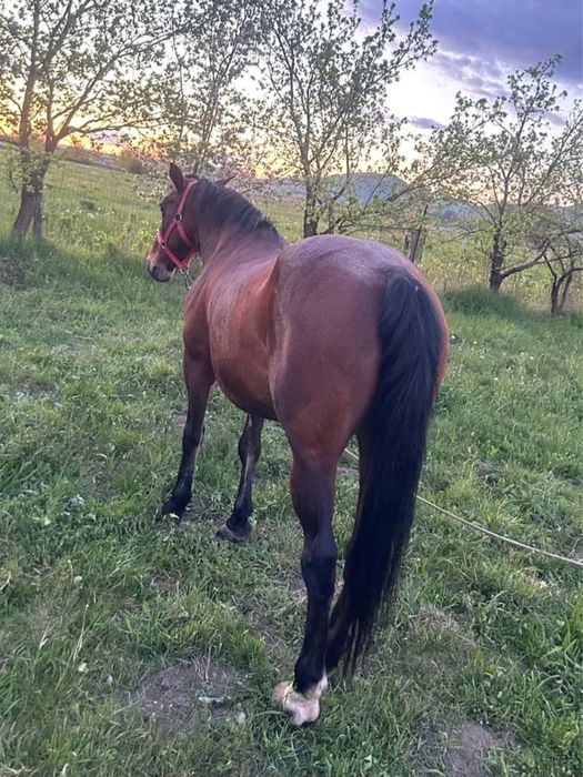 Iapa 8ani garantata de ham