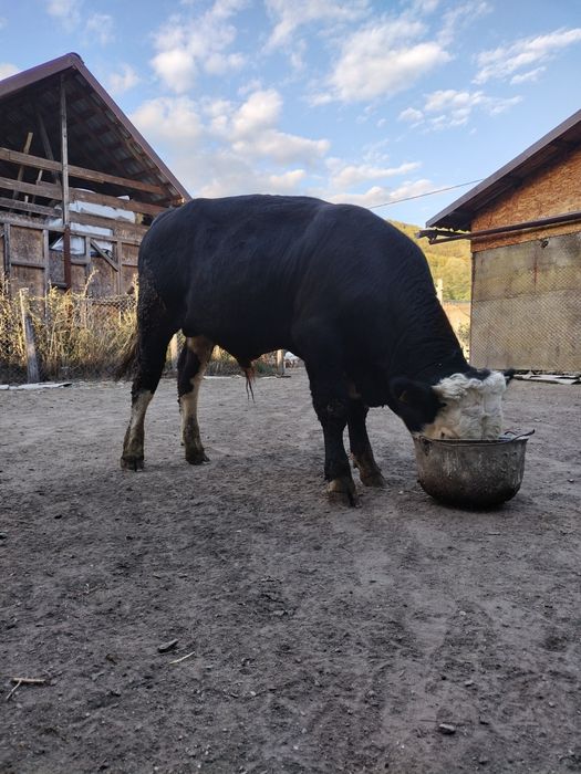 Taur Balțat German