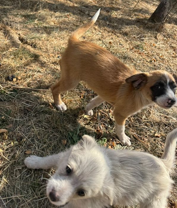 Cățeluși adorabili își caută o familie!