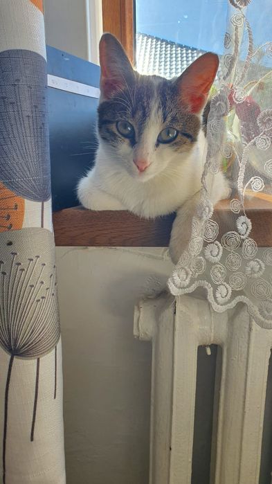 Котёнок в хорошие руки