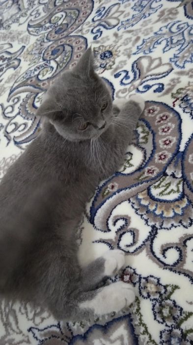 Британская короткошёрстная