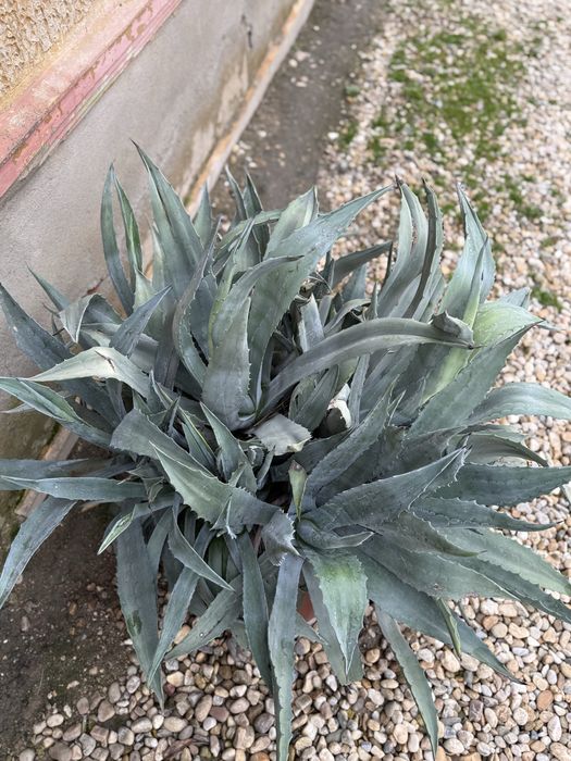 Floare aloe vera