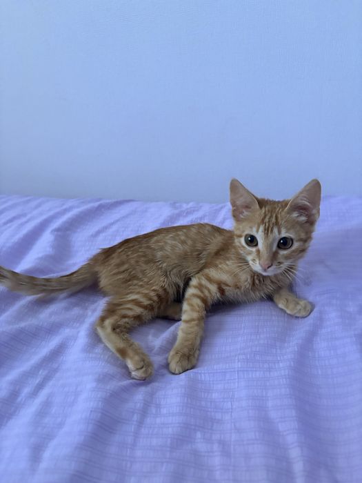 Котенок в добрые руки