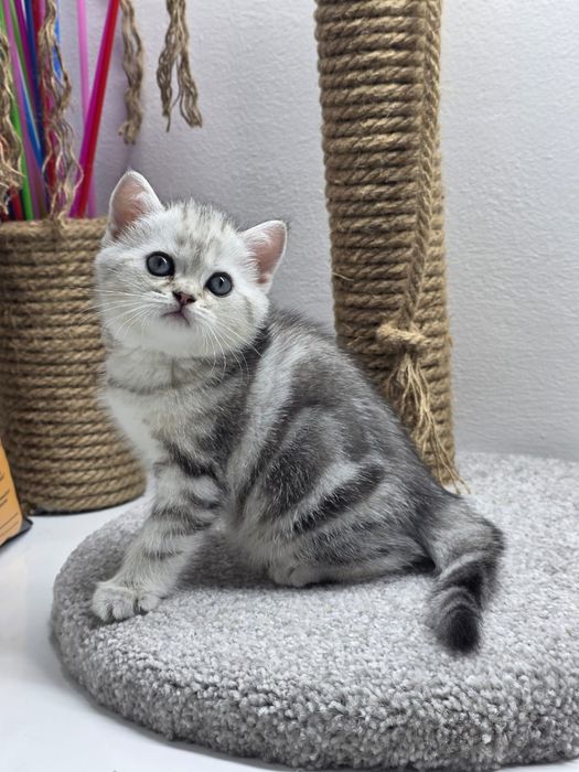 КОтик и КошеЧки ШотЛандСкие