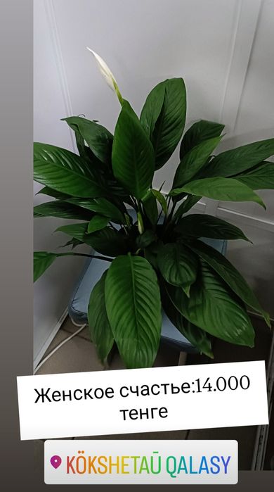 Женское счастье, крупный:14000 тенге