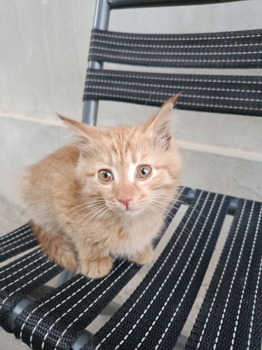 Котята  отдам хорошие руки