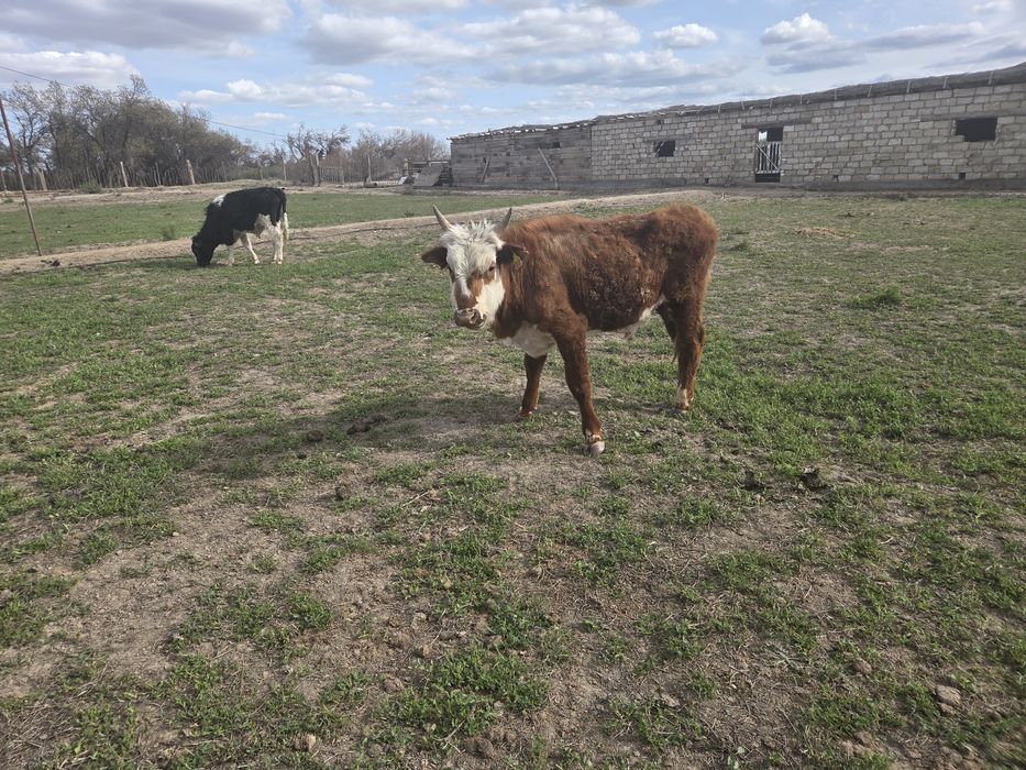 Баспақ сатылады екі 1,5 жасар еркек