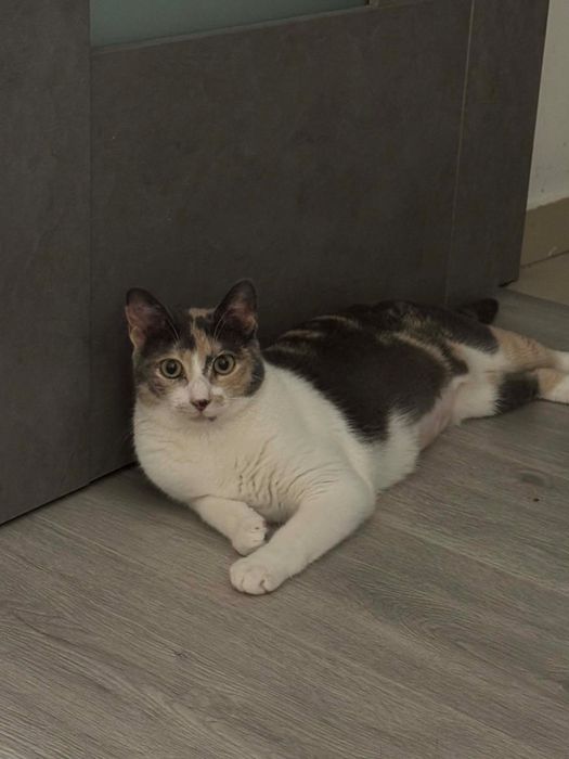 Pisicuta pentru adoptie