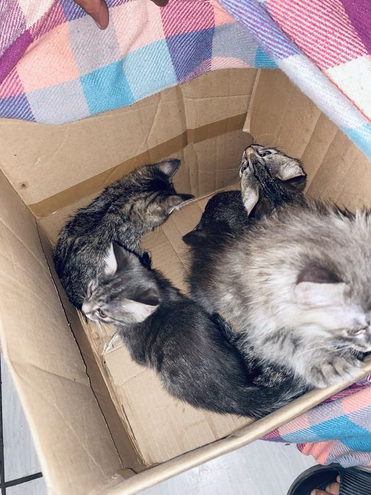 Кошки бесплатные