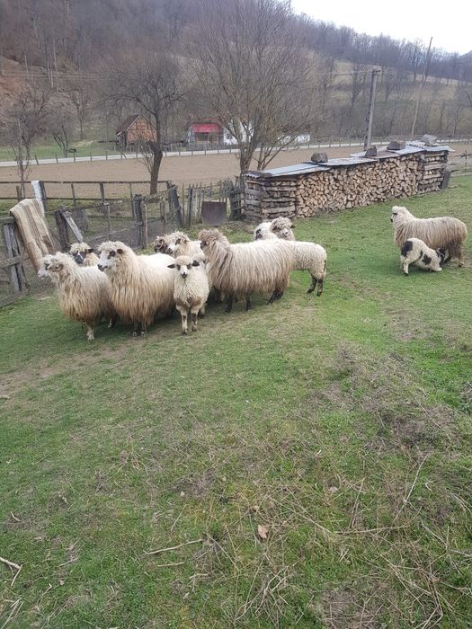 Oi de vanzare în Stanija