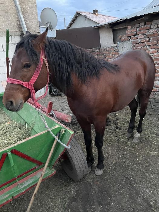 Vând sau schimb armasar 2ani merge bine la căruță