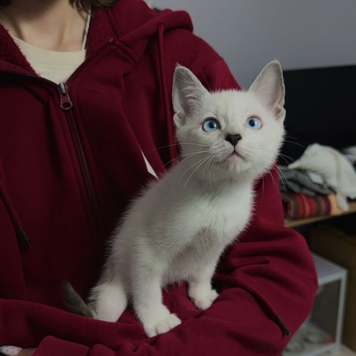 Ласковые котята ждут своих хозяев, Шымкент
