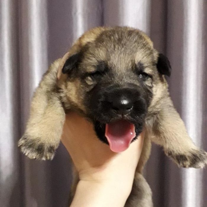 Пр.щенка немецкой овчарки девочка 1 мес