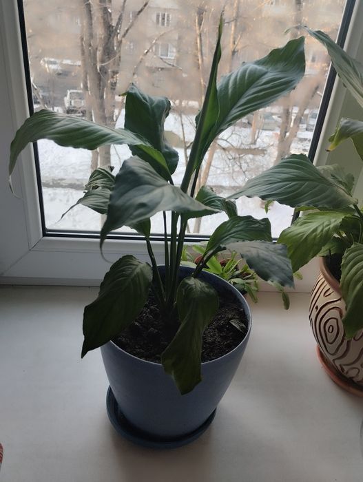 Женское счастье.