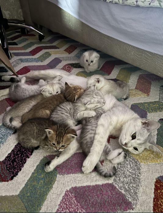 Котят нет отдам кошечку