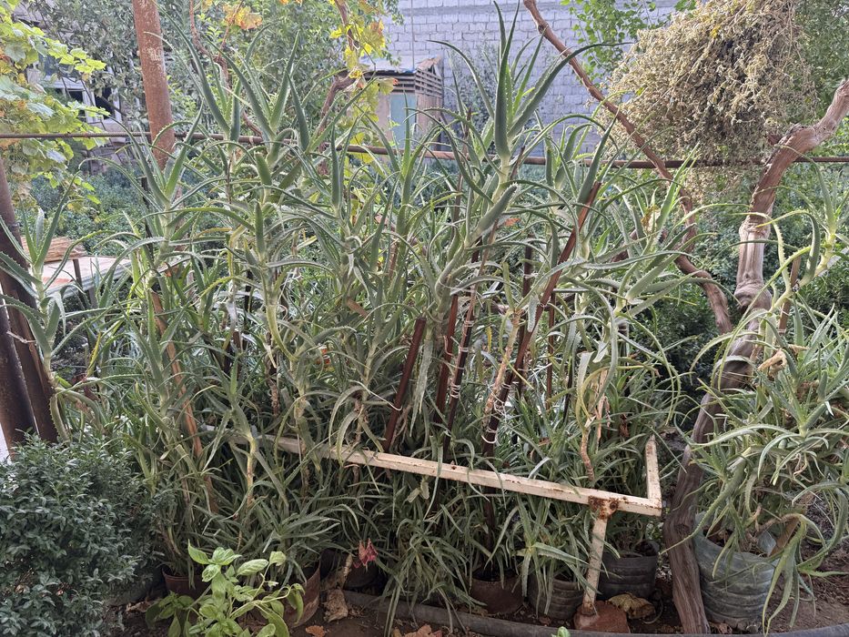 Алой личкбни. Aloy shifobaxsh oʻsimligi