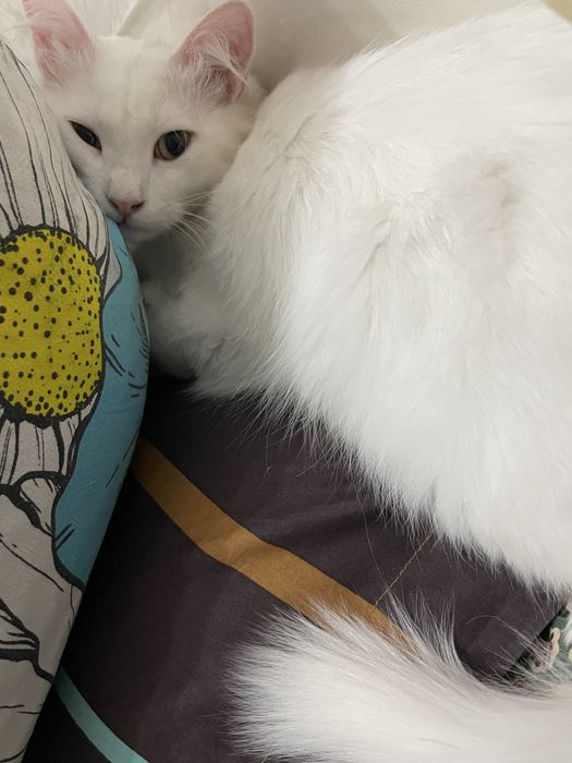 хороший котик в добрые руки