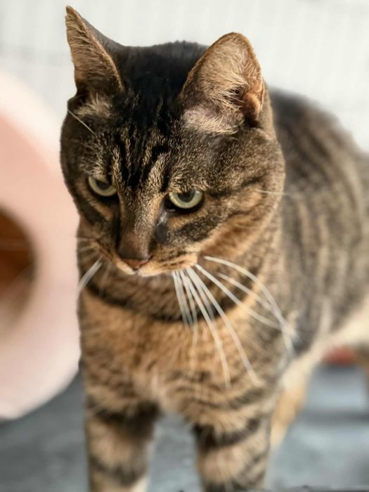 Мъжко коте търси дом, мил, гальовен и много красив