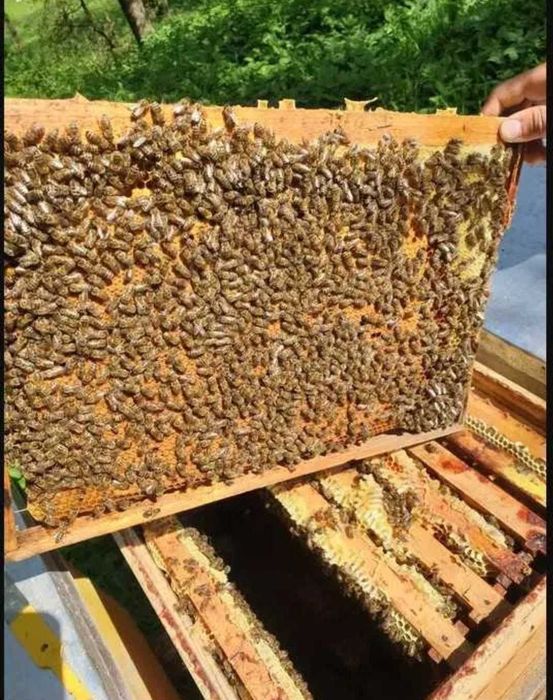 Vând familii de albine