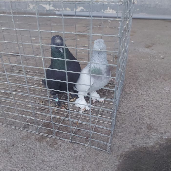 Такла насачуби  оба самец