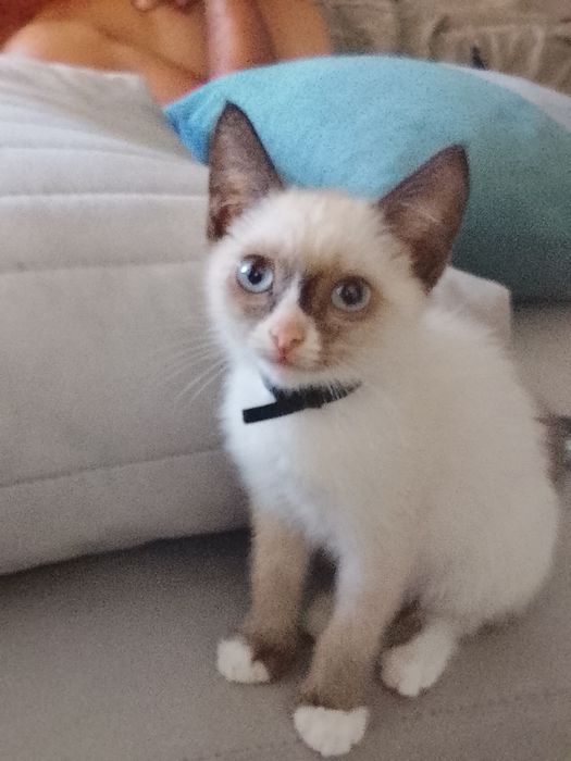 Продам сиамского котёнка
