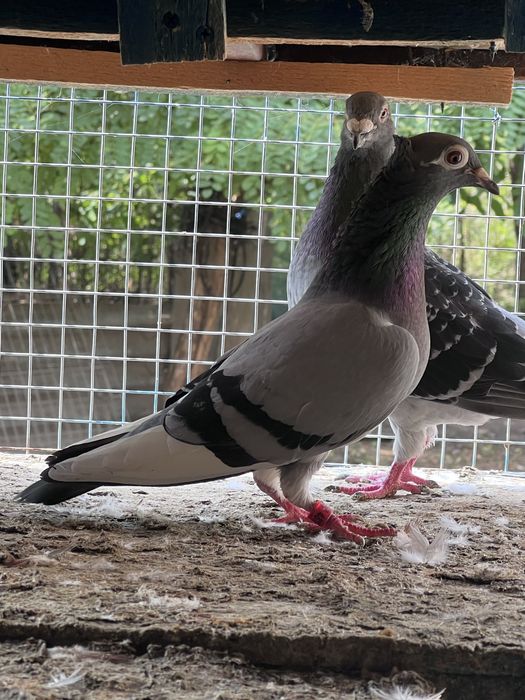 Porumbei Voiajori