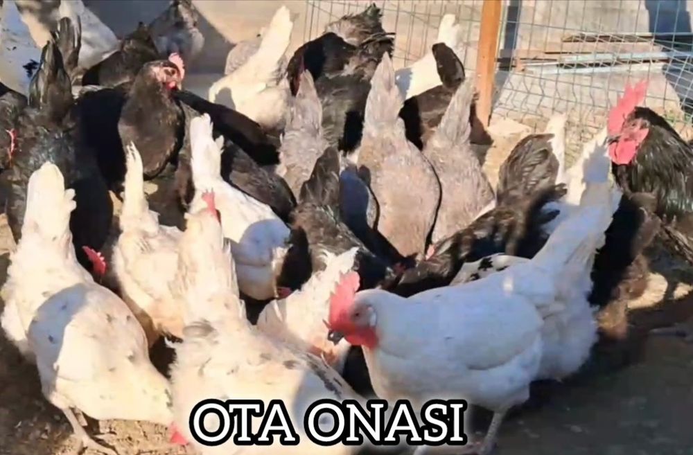 AVSTRALORP VA SENDI ZOTI Qoshilgan JOJALAR Gibrid Австрлалорп ва сенди