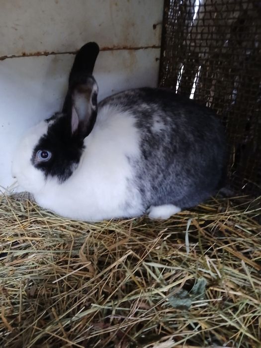 Iepuri mici și mari