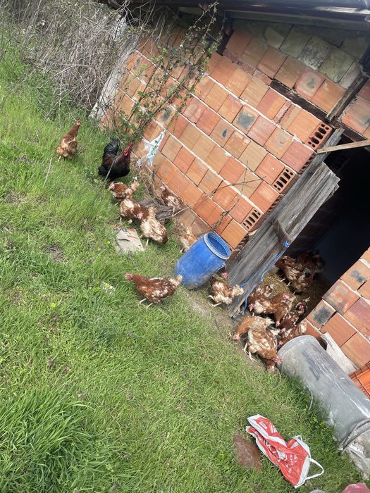 Кокошки те са на 12 месеца