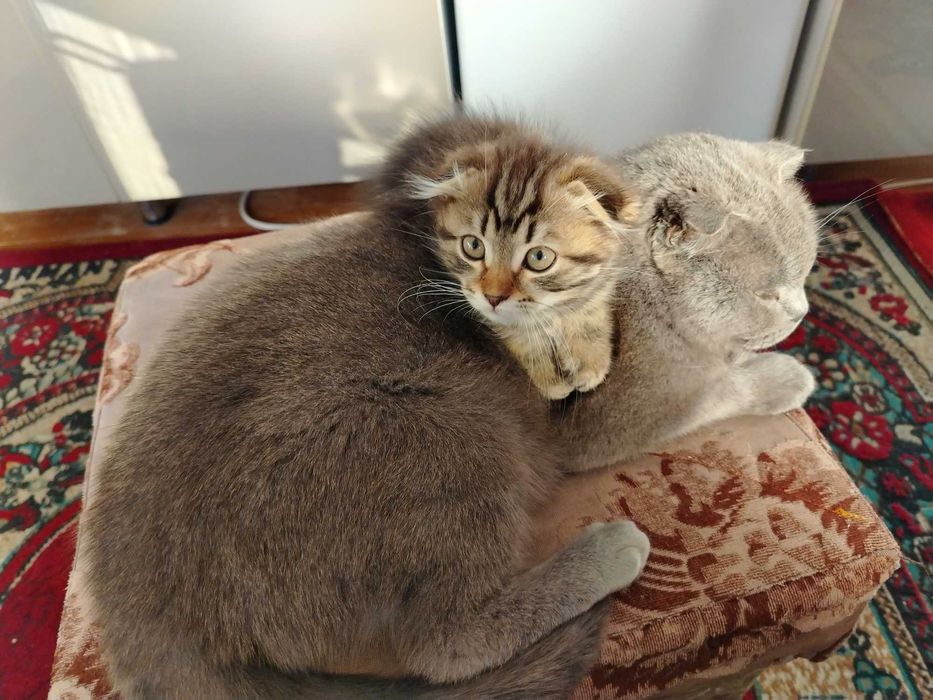 Мушукча сотилади