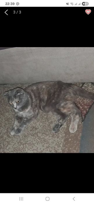 Продам кошечку вислоушка