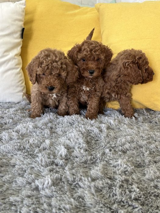 Пудел Той мини