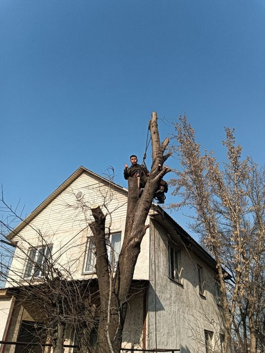 Спил деревьев Ағаш кесеміз