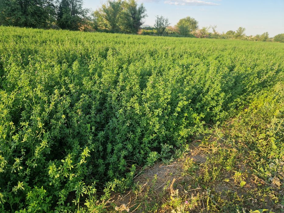 Жоңышқа пресс 2500 тг.