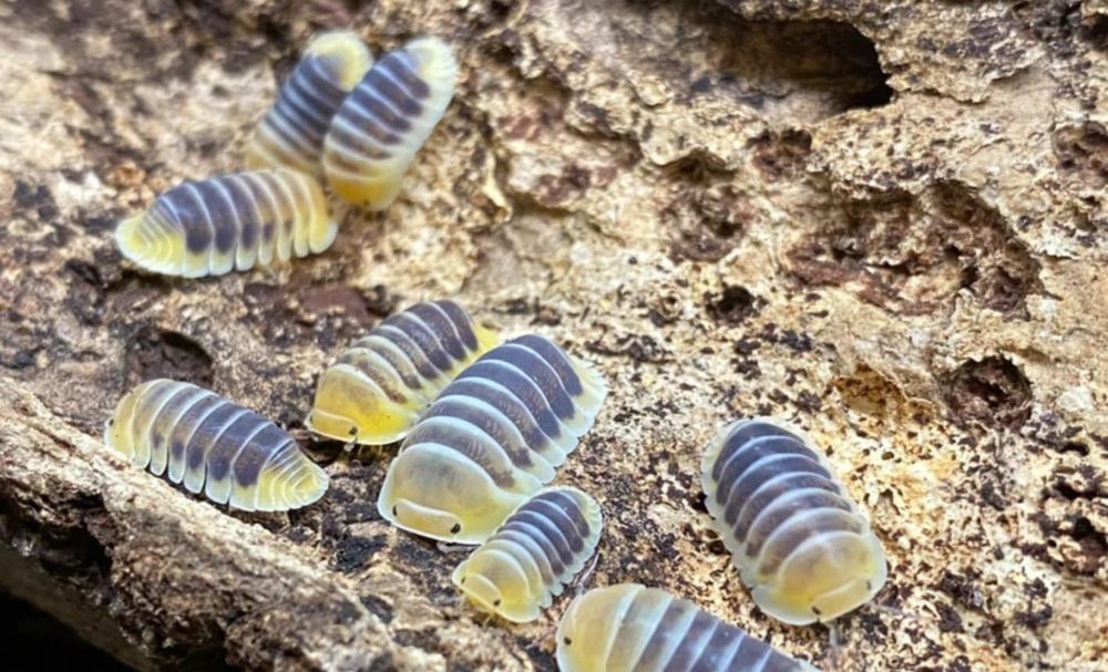 Izopode si miriapode