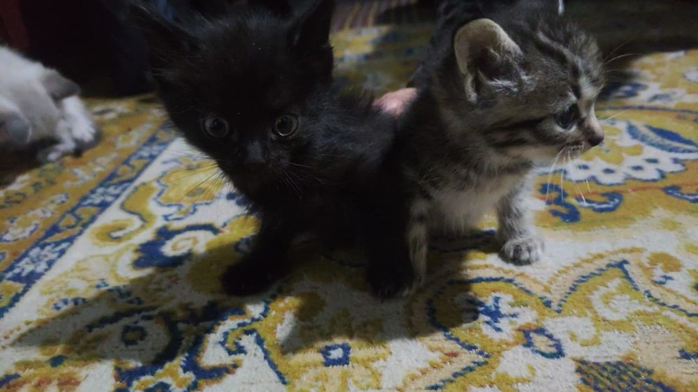 Отдам котят в добрые руки