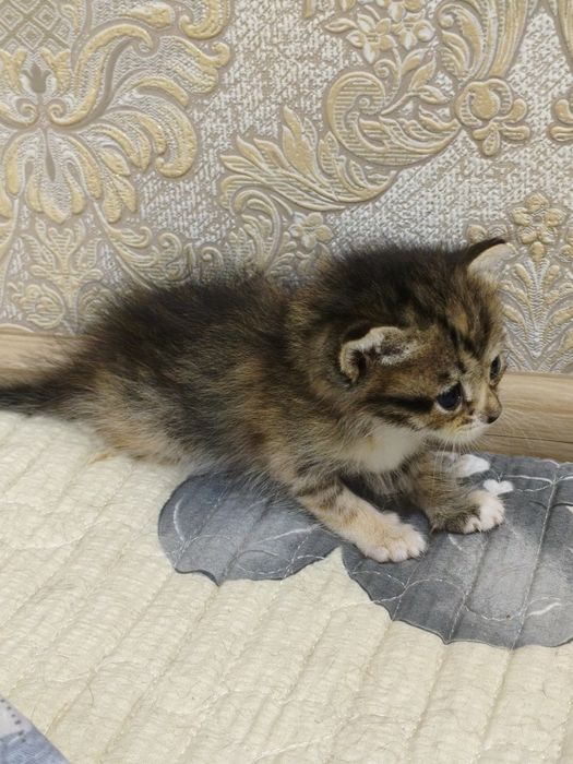 Отдам котенка в добрые руки