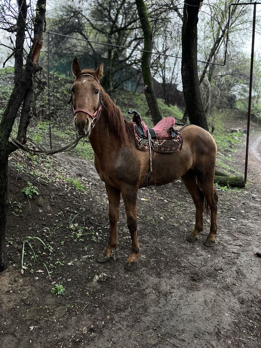 Донен сатвлад   .