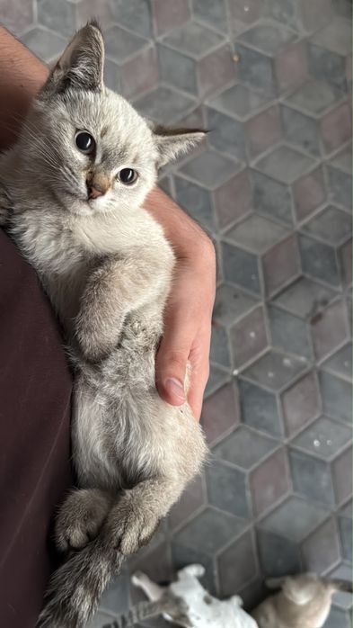 Котята 3-х месячные