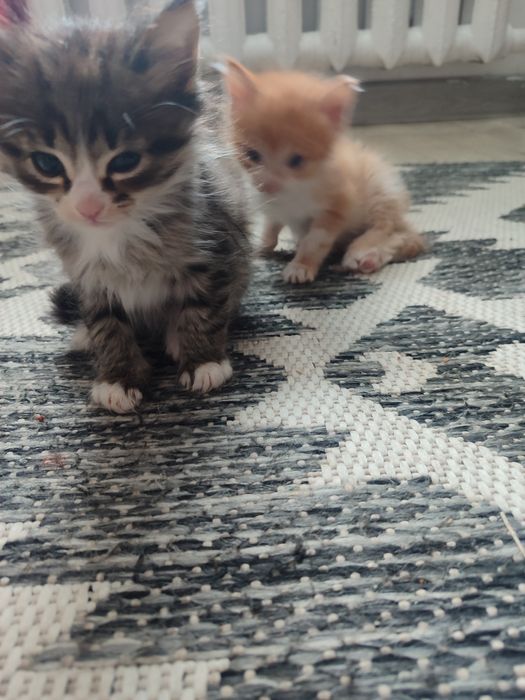 Отдам лучших котят