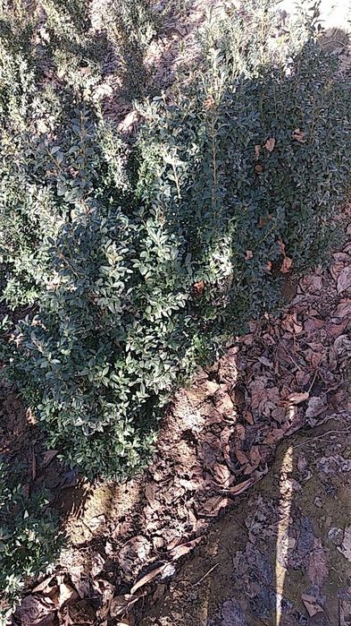 Шамшод сотилади доналаб ва оптомга