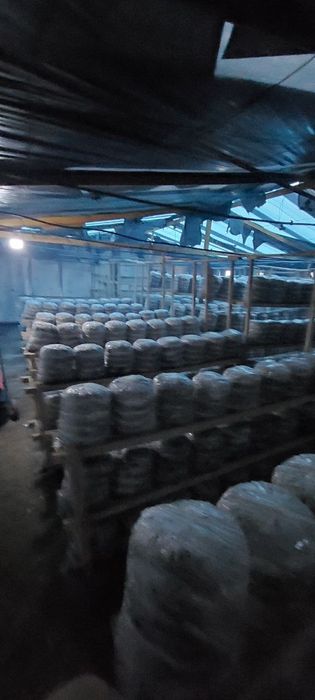 Вешинки   Грибы. Семена КА  17  штп